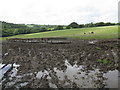 Muddy Cattle Field in SA68 0PG