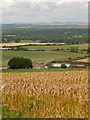 Owermoigne: corn field and endless view in DT2 8EA