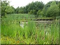 Pond and boardwalk at Jupiter in FK3 8TR