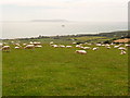 Ringstead: sheep on South Down in DT2 8NQ