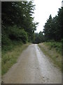 Forest road in Dunmere Woods in PL30 3AA