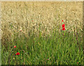 2009 : Poppies in barley in BA12 0JF