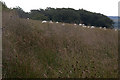 Sheep in rough pasture above Cloquhat, near Bridge of Cally in PH10 7JP