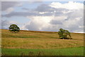 Trees on a hillside above Drimmie in PH10 7JT