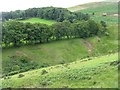 Shelter belts on Woodhouselee Hill in EH26 0PG