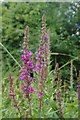 Not Rosebay Willowherb in CM77 8AL