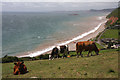 Cows above Branscombe beach in EX12 3AW