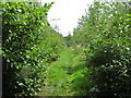 Footpath through Lime Tree Plantation in TN27 8NQ