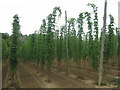 Hops on the Bine on wires in TN26 3EJ