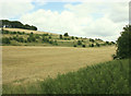2009 : Strip Lynchets east of Heytesbury in BA12 0JF