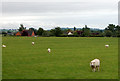 Footpath across a sheep field in CV23 8BU