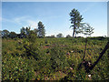 Cleared area of Abbot's Wood in BN26 6RP