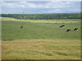 Cows grazing on lush pasture in AB12 5YF