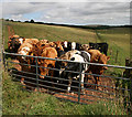 Bullocks at Knock Hill in TD4 6BB