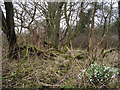 Snowdrops in the Wood in G69 7TP