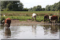 Cattle and horses at Isleham in CB7 5SL
