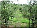 The Greensand Way through an orchard in TN27 0PR