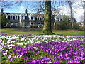 Crocuses in Victoria Park in AB15 4DQ
