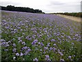 Blue-flowered crop of Scorpion weed (Phacelia tanacetifolia) in NE43 7UF