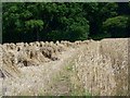Footpath through the corn, Hilcott in SN9 6LL