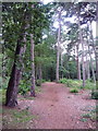 Branksome: Martello Woods in BH13 7BP