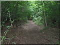 Woodland Path in the Forest in TN27 0RU