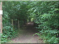 Footpath in the Forest in TN27 0RU