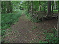 Footpath junction in the Forest in TN26 3DY