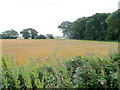 Cereal crop east of Batchmere Road in PO20 7QJ