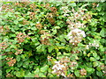 Brambles in flower by Batchmere Road. in PO20 7QJ