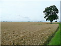 Upwell Fen cereal land in PE14 9PN