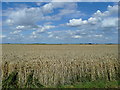 Wheat awaiting harvest in PE11 3ET