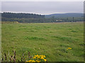 Lush pasture with native woodland and plantation beyond in AB12 5GY