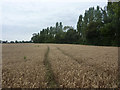 Wheat field and line of trees in IP14 2LW