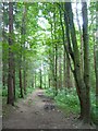 Gore Glen woodland path in EH23 4BP