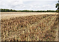 Harvested Crop north of Pylewell in SO41 5SJ