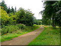 Forest of Dean cycle track in GL16 7EN