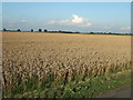 Wheat field, Bona Lane, Leverington Common in PE13 4NR
