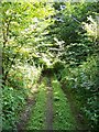 Track Through Longhaugh Wood in PA7 5LQ