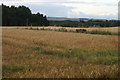 Fields east of Meikleour in PH13 9HQ