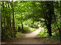 Footpath into the trees in Chelmondiston