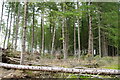Woodland near Torrax beside Loch of Lintrathen in DD8 5JP