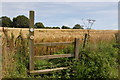 Wye Valley Walk stile and barley field near Fishpool Hill in HR1 4PX