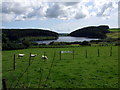 Sheep by the reservoir in SA66 7QY