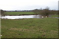 Swans on the swollen River Lugg in HR1 4JU