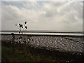 Teasels, mud and river mouth in Scrane End