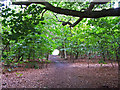 Path in Holly Hill woodland park in SO31 7AH