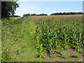 Corn field near Lilstock in TA5 1QA