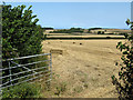 Wheat field near Kilton in TA5 1PZ