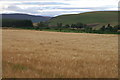 Wheatfield at Meikle Kenny, between Kirkton of Kingoldrum and Lintrathen in DD8 5JB